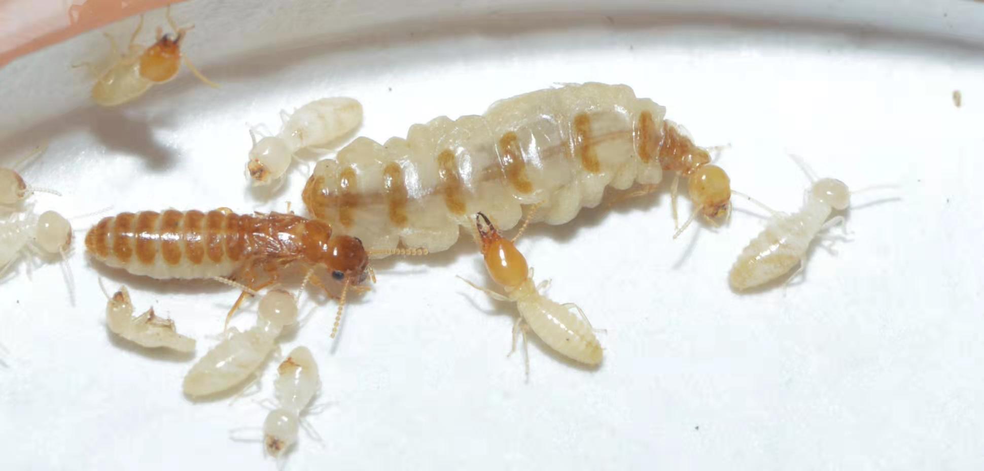 60ca1b1022cf2.jpg